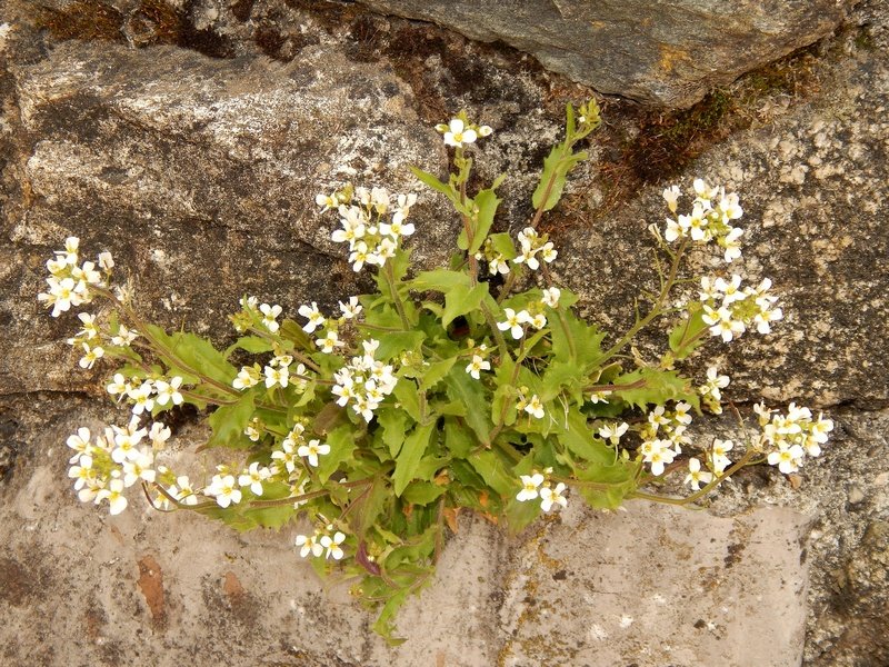 Monte San Primo CO